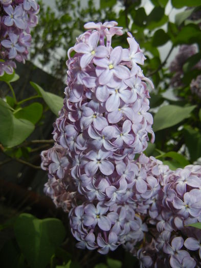 Syringa vulgaris_Lilac (2015, April 30)