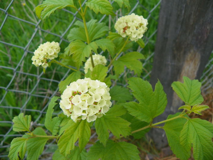 viburnum opulus Roseum - z-Dobarland 2015