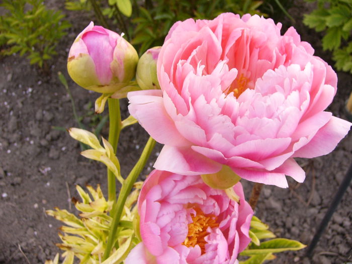 Paeonia Coral Sunset