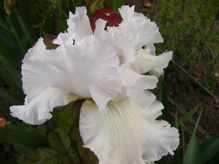 Iris Pure as The