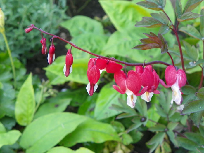 dicentra Valentine