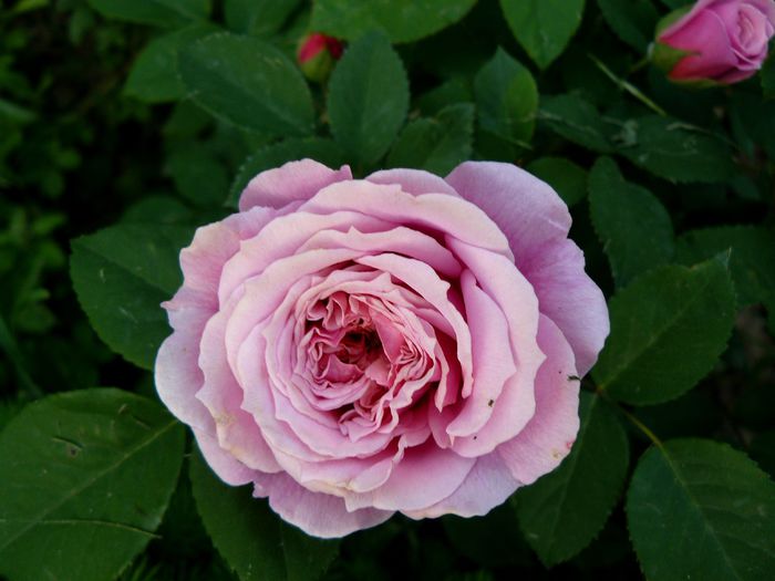 William Christie-Guillot - Trandafirii mei_2015