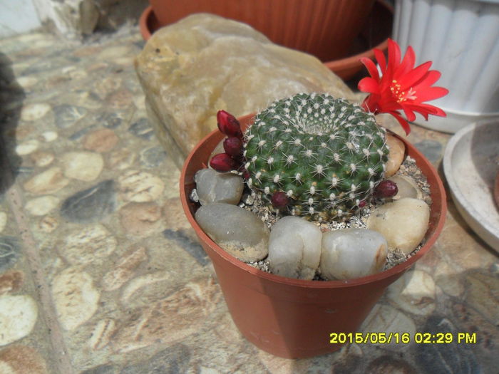 SAM_9461 - Cactusi si suculente 2015