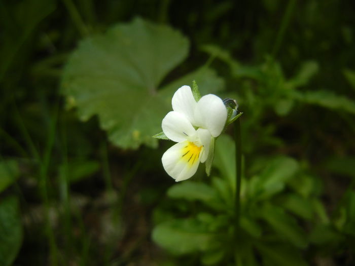 Viola arvensis_Field Pansy ('15, Apr.30)