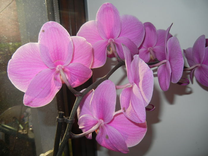 Pink Phalaenopsis (2015, May 01)