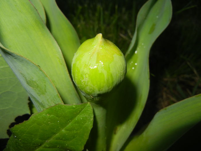 Allium schubertii (2015, April 28)