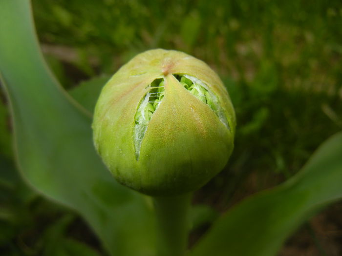 Allium schubertii (2015, May 02)