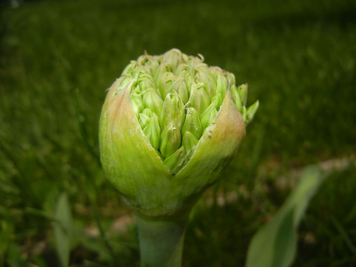 Allium schubertii (2015, May 05)