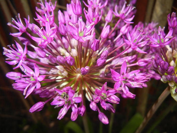 Allium Purple Sensation (2015, May 03)