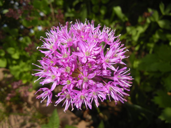 Allium Purple Sensation (2015, May 03)