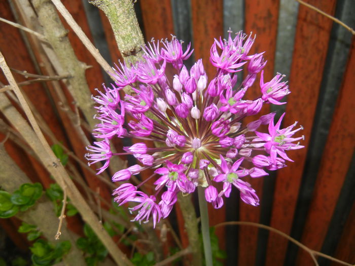 Allium Purple Sensation (2015, May 05)