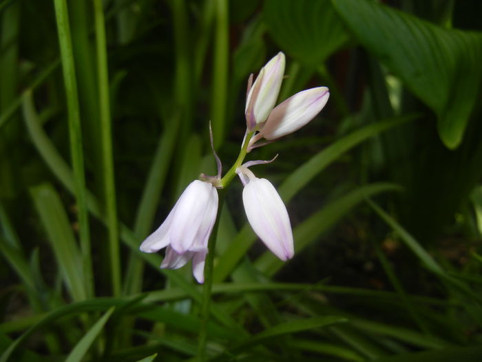 Hyacinthoides hispanica (2015, May 05)