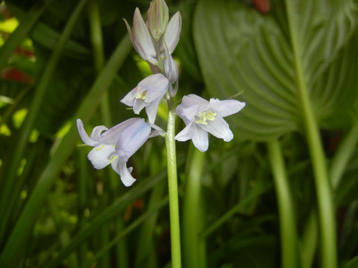 Hyacinthoides hispanica (2015, May 05)