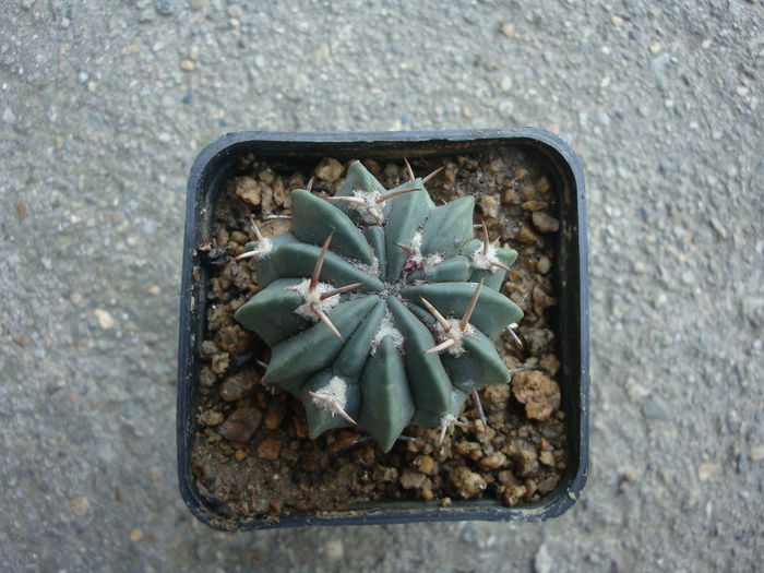 Echinofossulocactus coptonogonus (Lem.) Lawr. 1841.; Denumire nerezolvata. In stare uscata rezista pana la    -10°C origine: Mexic: (Hidalgo, San Luis Potosi)
