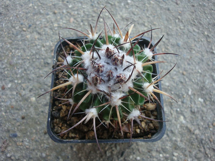 Echinofossulocactus crispatus (DC.) Lawr.1841.; Denumire nerezolvata. In stare uscata rezista pana la -4°C Origine: Mexic (Oaxaca de San Luis Potosi)
