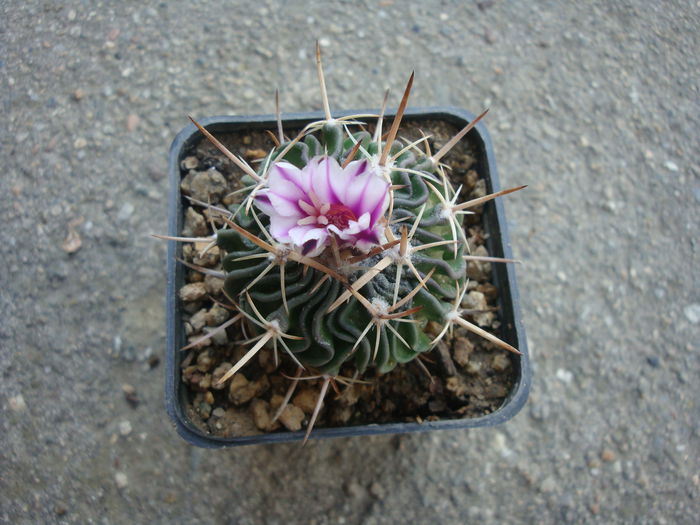 Echinofossulocactus crispatus ’longispinus’; Denumire nerezolvata. In stare uscata rezista pana la -4°C Origine: Mexic (Oaxaca de San Luis Potosi)
