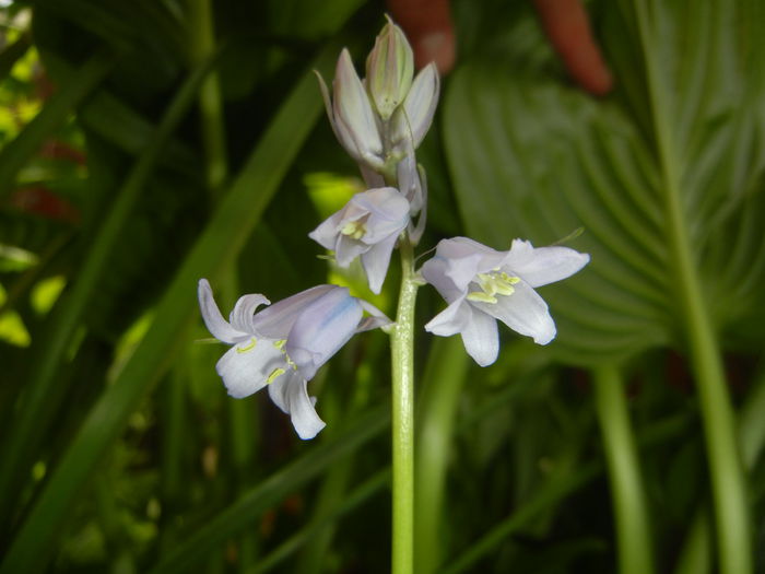Hyacinthoides hispanica (2015, May 05)