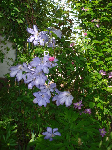 DSC07845 - Clematis 2015