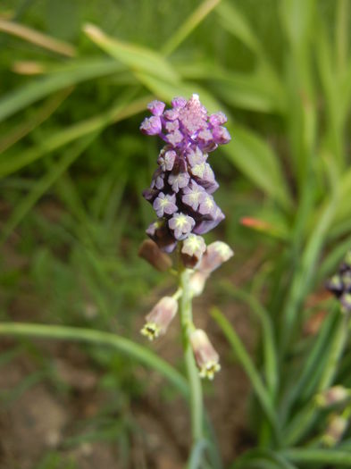 Muscari comosum (2015, May 08)