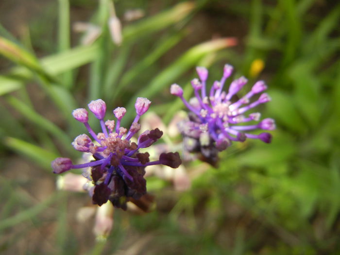 Muscari comosum (2015, May 12)