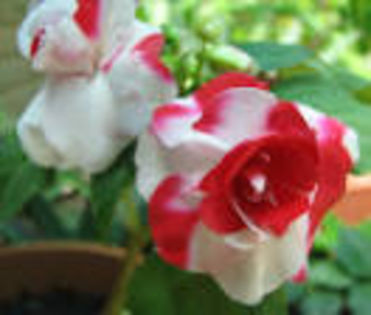 Impatiens (Sporul casei) alb cu rosu