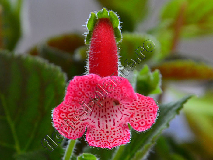 NEW - Kohleria Luci s Bubbles