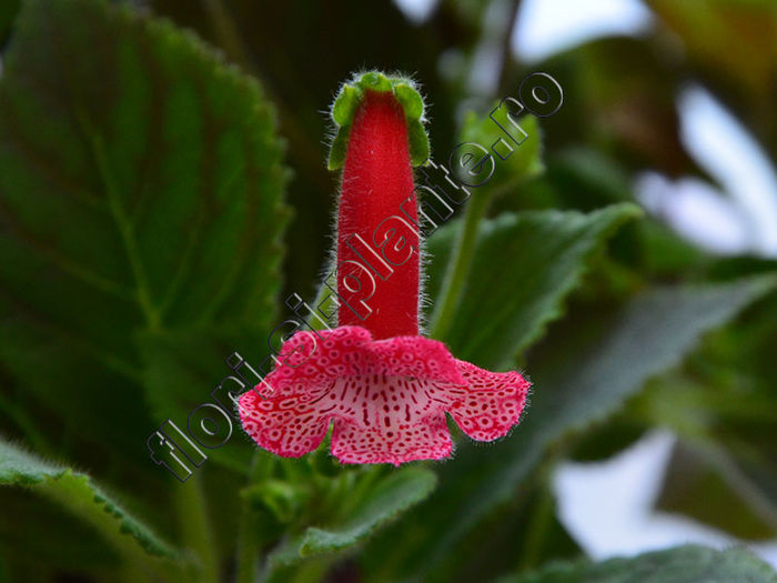 NEW - Kohleria Lucis BubblesNEW - Kohleria Luci s Bubbles