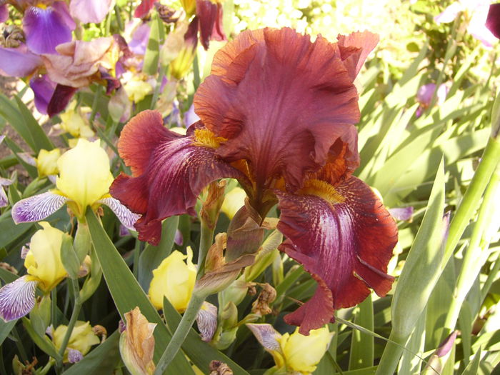 Iris China Night