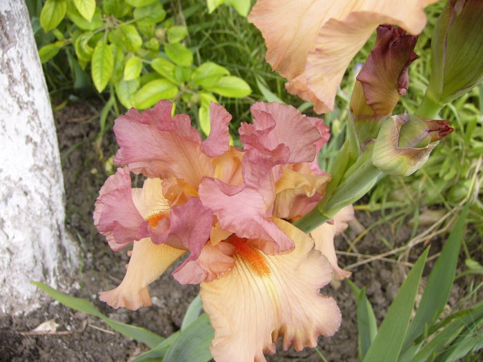 Iris Dawn Glory