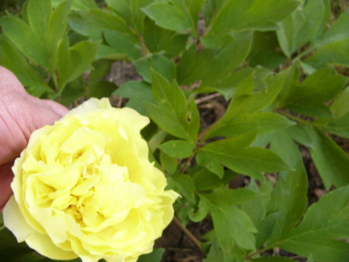 Paeonia Yellow Crown