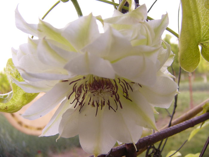 Clematis Yuki-no-yoso-oi