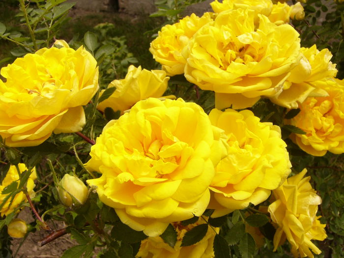 Rosa Persian Yellow