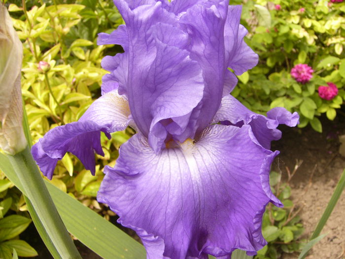 Iris Memphis Blue