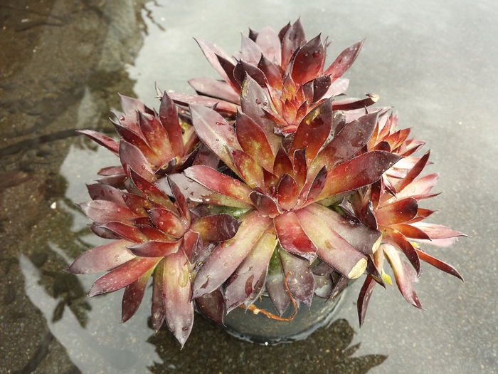 224 Sempervivum Black Mountain