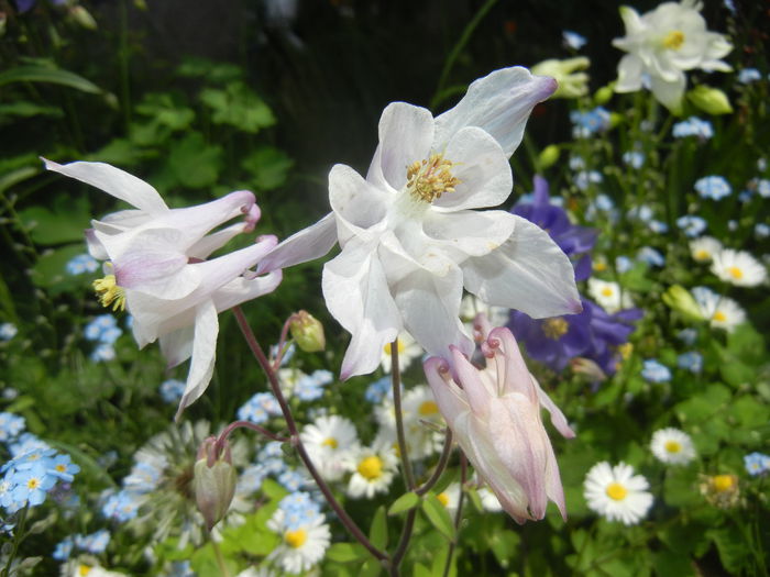 Aquilegia White (2015, May 05)