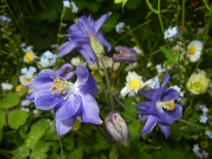 Aquilegia Blue (2015, May 07) - Aquilegia Blue