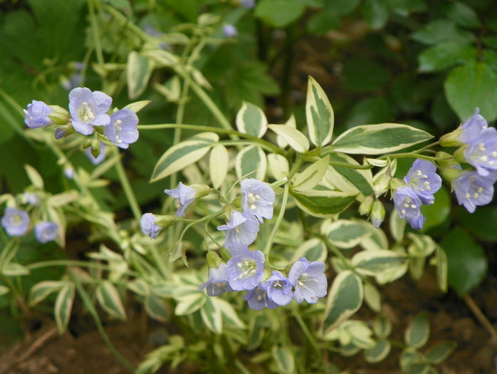 polemonium Stairway to Heaven