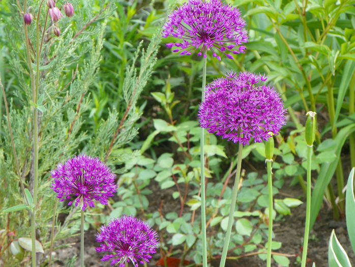 allium Purple Sensation