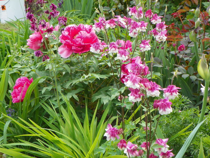 aquilegia Pink Petticoat