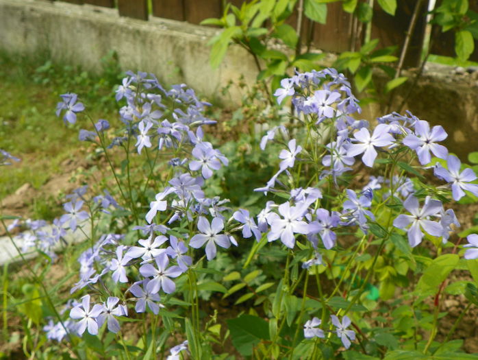 phlox divaricata