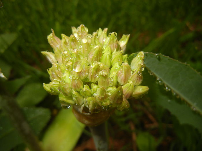 Allium schubertii (2015, May 07)