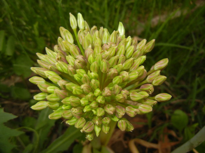 Allium schubertii (2015, May 08) - Allium schubertii