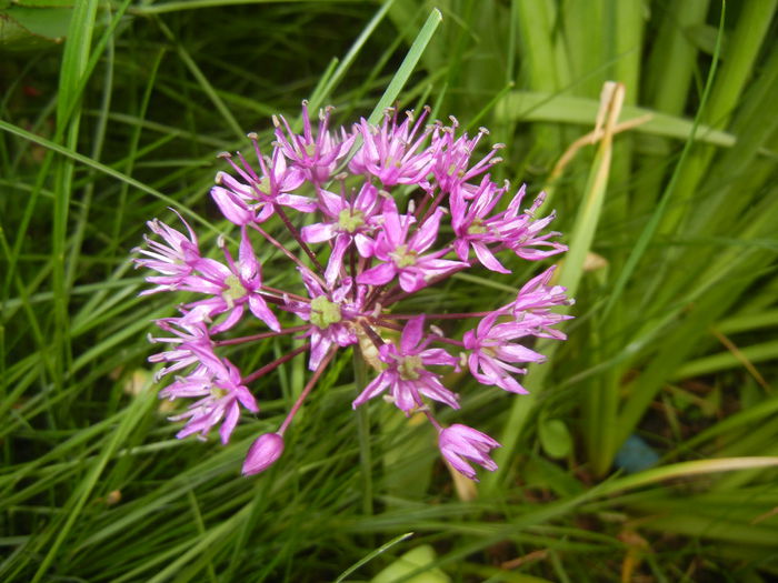 Allium Purple Sensation (2015, May 08)