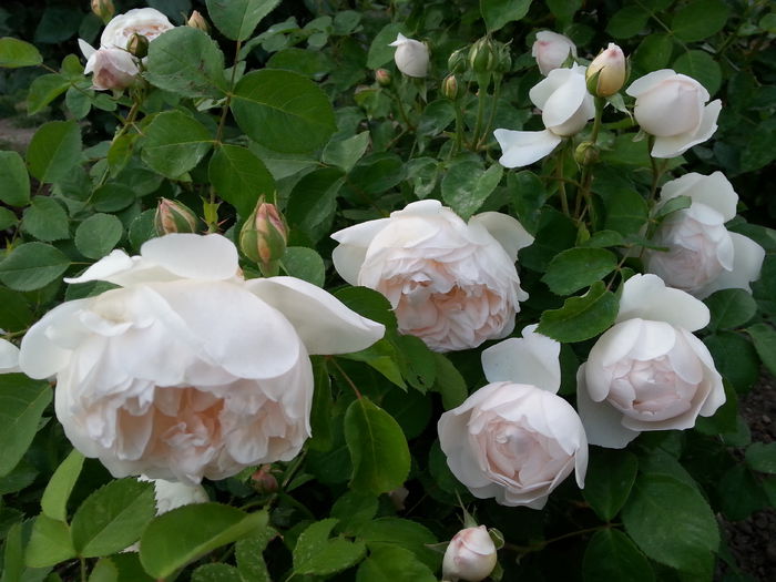 glamis castle - glamis castle