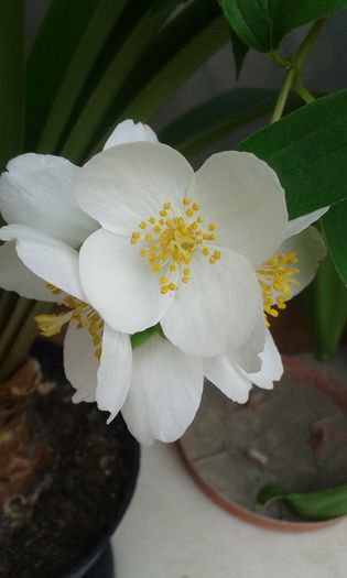 Philadelphus coronarius- Iasomie - flori de gradina