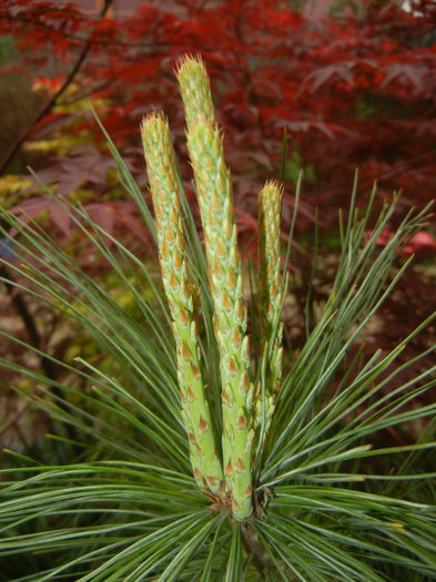 Pinus wallichiana Densa Hill (15, Apr.30)