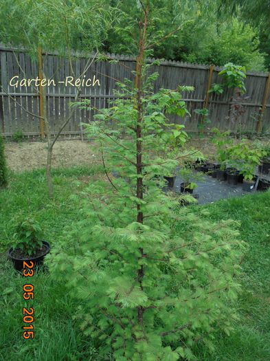 Metasequoia glyptostroboides -160; Metasequoia glyptostroboide 150-160cm
