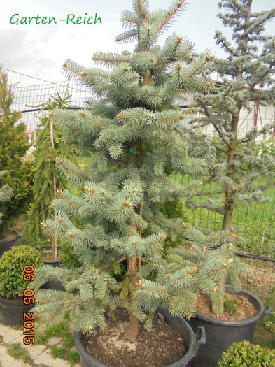 Molid argintiu - 500; Molid argintiu (Picea pungens glauca)160cm-170cm
