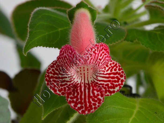 NEW 2015 - Luci s Rays - KOHLERIA IV - Hibrizii mei - My hybrids