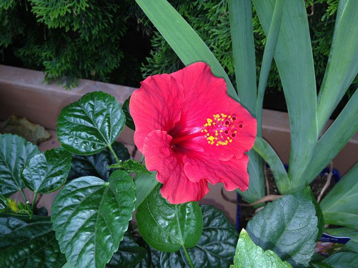 23 mai 2015 - Hibiscus2015